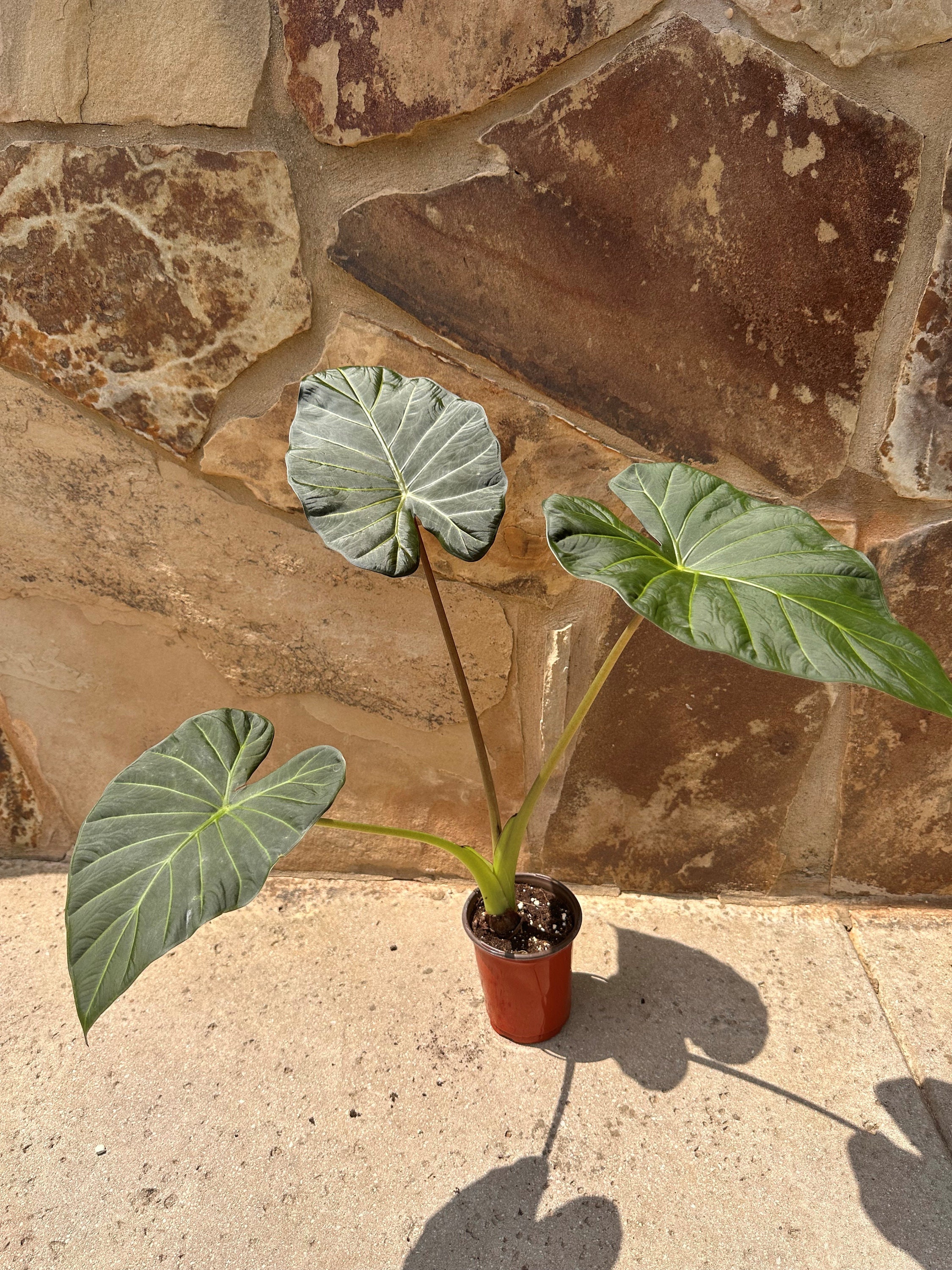 Alocasia Corms Regal Shield - Etsy