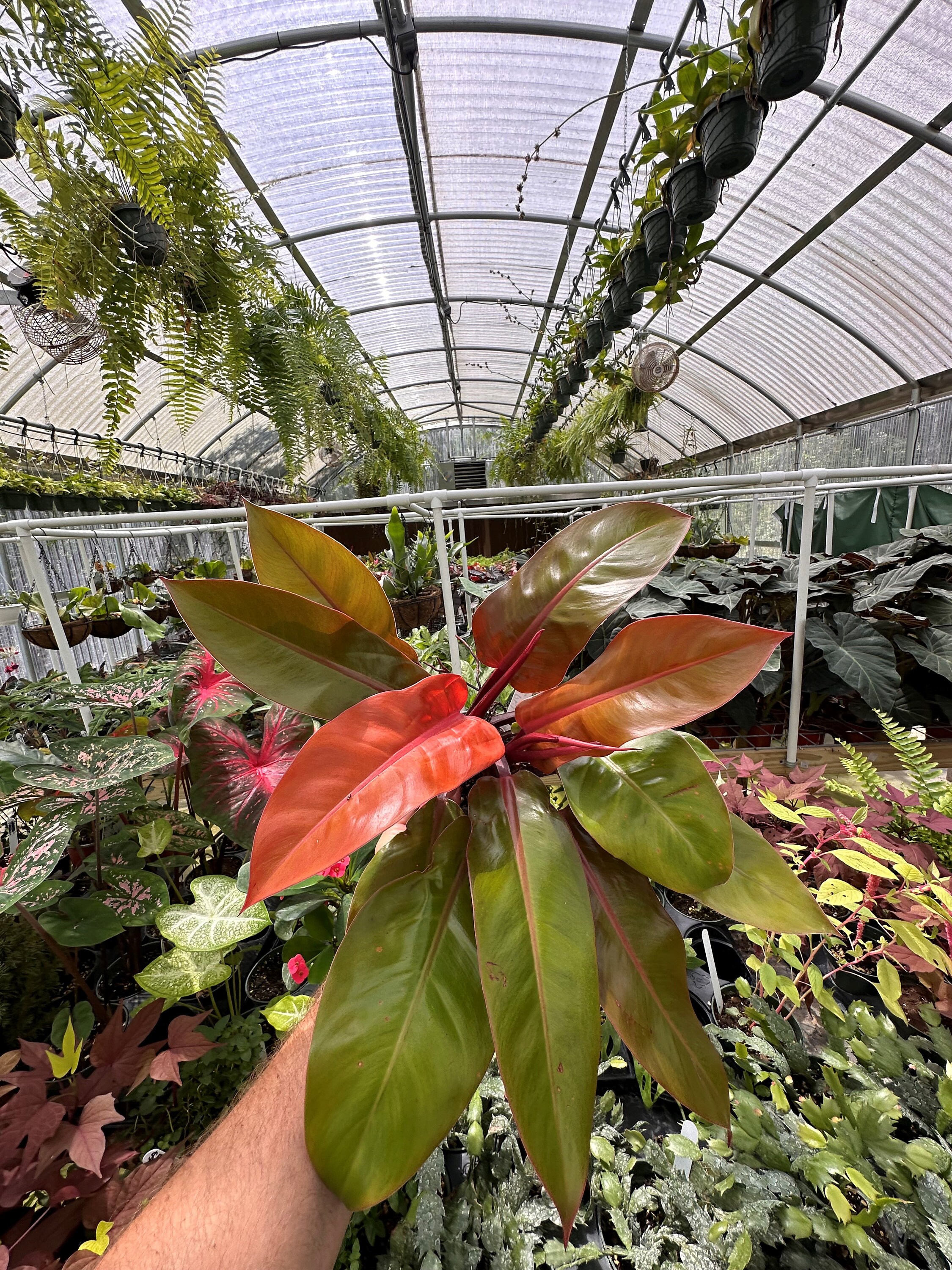 ilsemanii philodendron Philodendron Ilsemanii Variegated 3 Exact Plant  Rare Foliage Plant Co