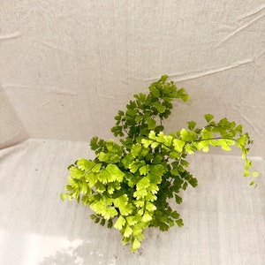 Maiden Hair Fern