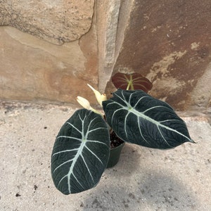 May include: A dark green velvet leaf plant with white veins and a new leaf emerging from the center. The plant is potted in a black pot and is sitting on a light gray surface.
