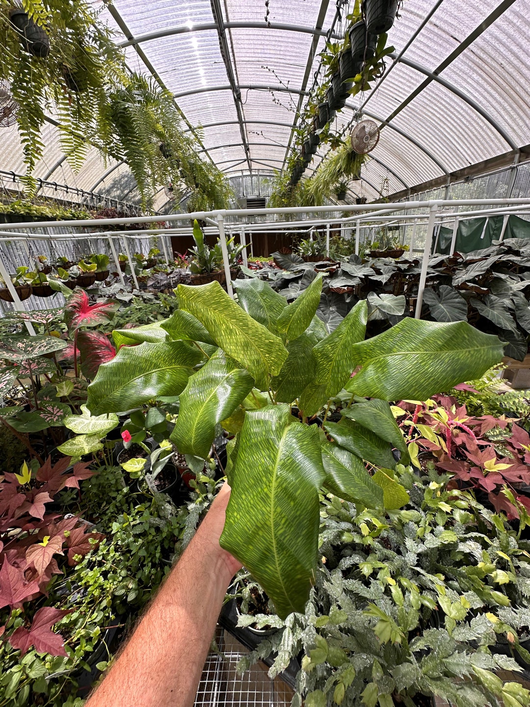 Calathea Musaica, Mosaic Calathea