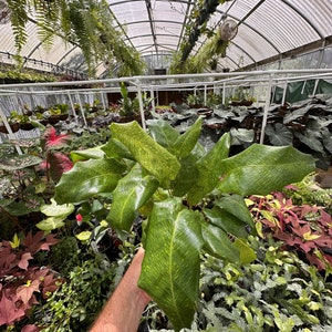 Calathea Mosaic - Etsy