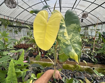 READY SOON Philodendron Burle Marx 'fantasy' - Etsy
