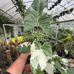 May include: A variegated Alocasia plant featuring large, heart-shaped leaves with a distinct pattern of deep green and creamy white patches. The foliage displays a marbled appearance with prominent veins, supported by slender, upright green stems.
