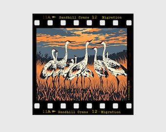 Sandhill Crane Migration Sticker – Kearney & Grand Island Nebraska Bird Watching Gift – Platte River Spring Souvenir