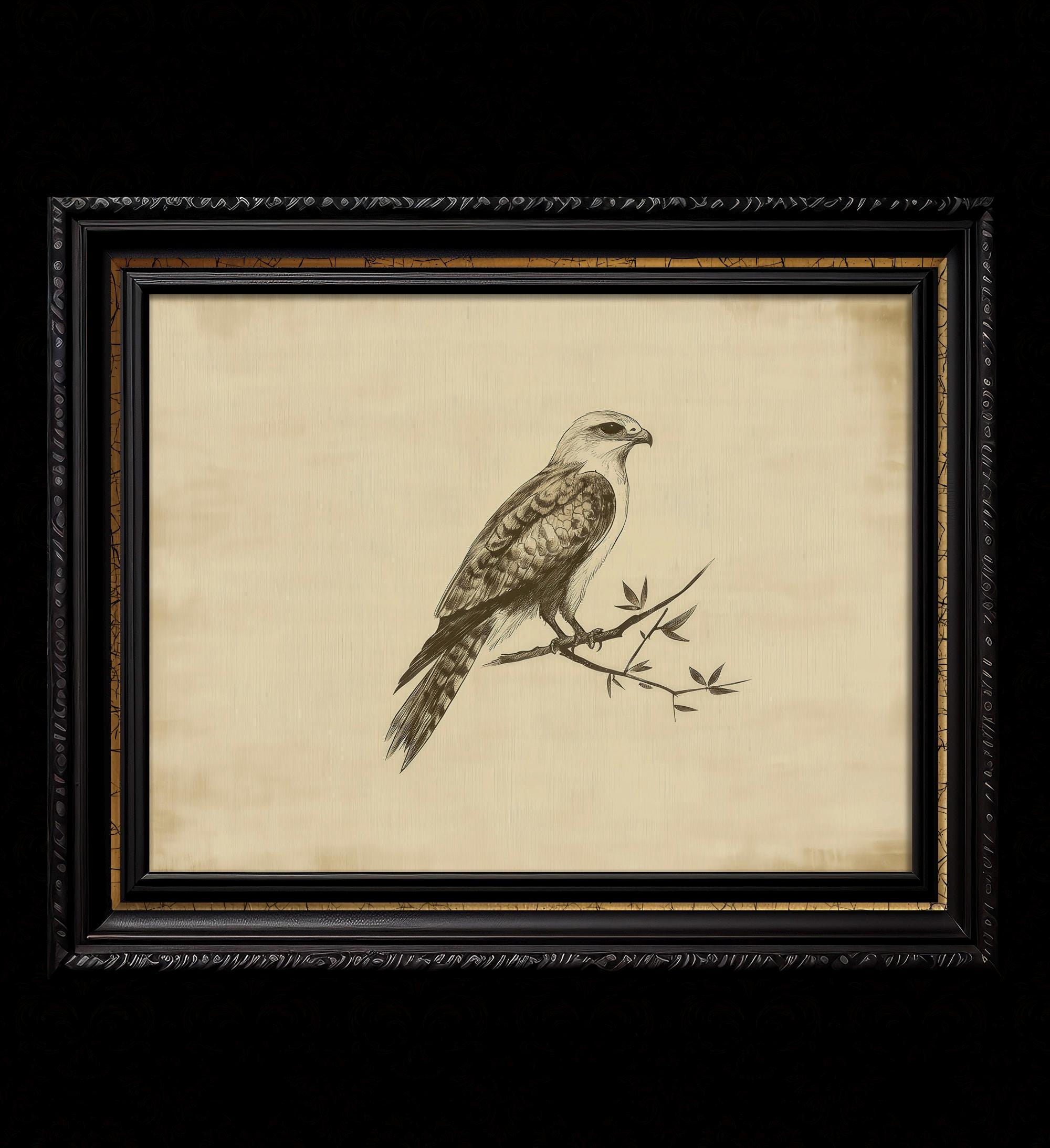 Hawk Rip Print Vintage Ink Drawing of Hawk - Fine Art Print for Vintage Decor - Etsy