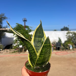 4&quot; Sansevieria &quot;Snake Plant&quot;