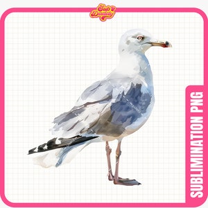 Mouette PNG, Clipart mouette, sublimation, motifs de plage, vie océanique, San Diego Clipart, téléchargement numérique, aquarelle PNG.
