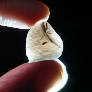 Cintamani stone [Saffordite] (3-4 grams) Gem grade (translucent)