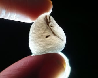 Cintamani stone [Saffordite] (3-4 grams) Gem grade (translucent)