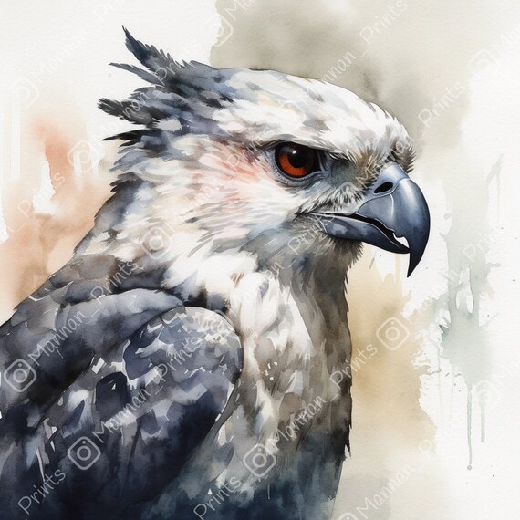 Harpy Eagle Print Out