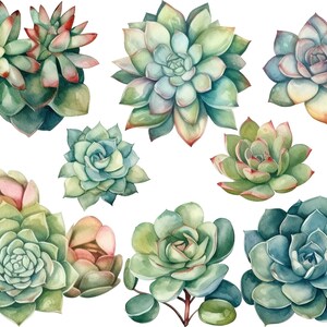 Watercolor Succulents Clipart: 80 PNG Leaves, Greens (digital Download ...
