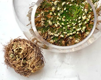 ROSE OF JERICHO