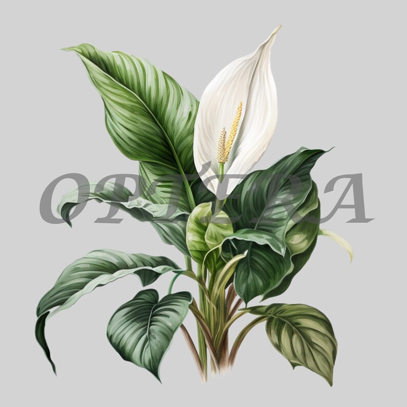 12 Peace Lily Plant PNG Clipart Bundle 300 DPI High Quality Etsy