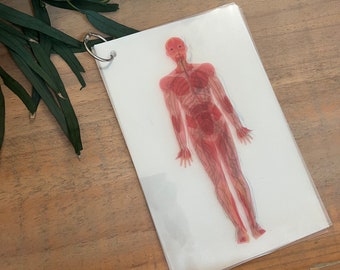 Biology Body Overlay Cards