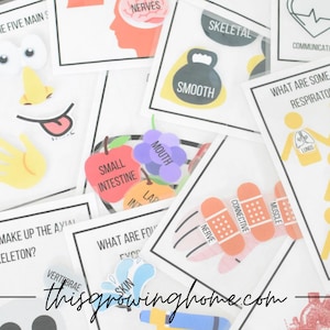 Puede incluir: Un conjunto de tarjetas de memoria coloridas con varios sistemas del cuerpo humano, incluyendo el esquelético, el nervioso, el respiratorio y el digestivo. Las tarjetas presentan ilustraciones y etiquetas de texto, lo que las hace ideales para fines educativos.