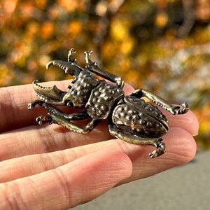 Brass beetle