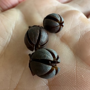 Crepe Myrtle seeds