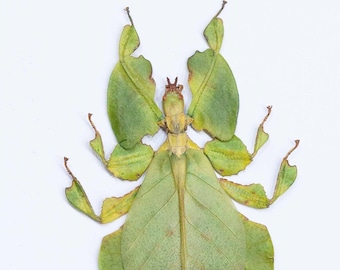 Green walking Leaf Insect (Phyllium Letiranti)- spread, DIU, taxidermy, home decor, Goth, insects, curiosity