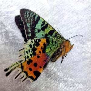 May include: A vibrant butterfly with detailed wing patterns. The wings feature a combination of green, black, orange, and purple. The butterfly's body is a mix of orange and brown. The wings have a textured look.