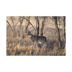 Whitetail Buck Deer Matte Canvas, Stretched, 0.75&quot;