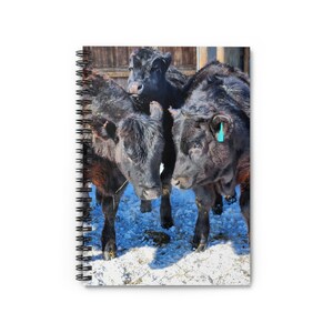 Cow Spiral Notebook - Ruled Line, Black Angus Notebook, Black Angus Cows, Cow Friends, Cows Winter, Ranch Life, Ranch Winter, Heifer Cows
