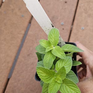 May include: A small, square black pot filled with vibrant green mint plants. The leaves are textured and bright, with a healthy appearance. A white plant tag is inserted into the soil. The plant is set against a brown wooden surface.