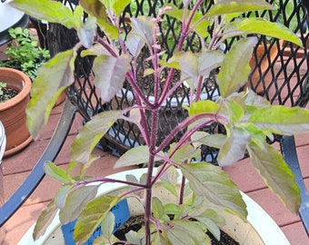 May include: A potted plant with green and purple leaves and reddish stems. The plant is in a white pot on a wooden deck. The plant has a blue tag with text. The background includes a black metal chair and other plants.
