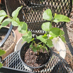 Sambac Jasmine Plant: Arabian Jasmine, Edible Flowers