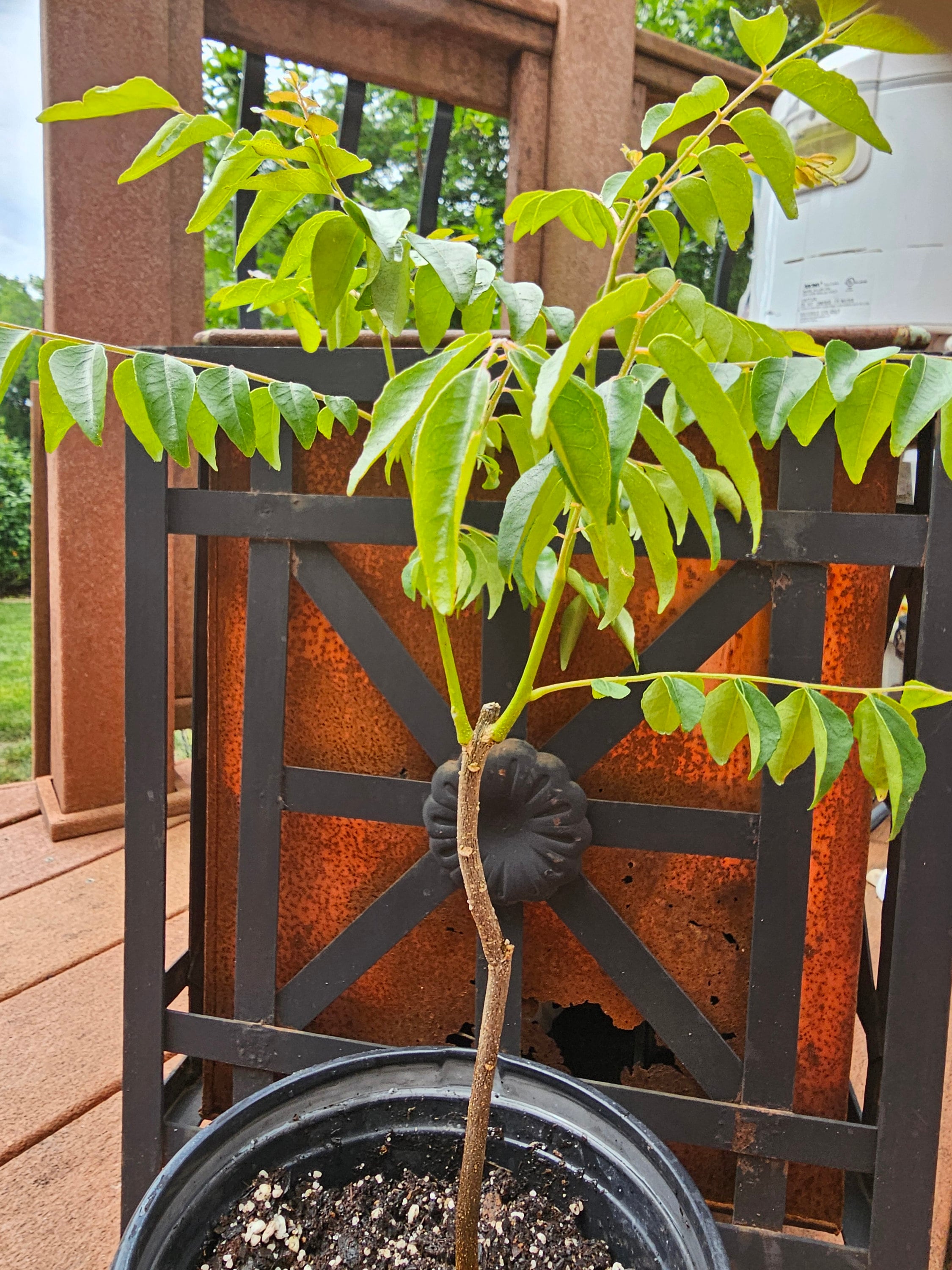 CURRY Leaf Plant Rare GAMTHI Variety Red-veined Indian fav. 10x More Fragrant. Live 2 yr old plant. Organically grown. Very Hard to Find.