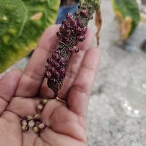 Anthurium Seeds - Etsy