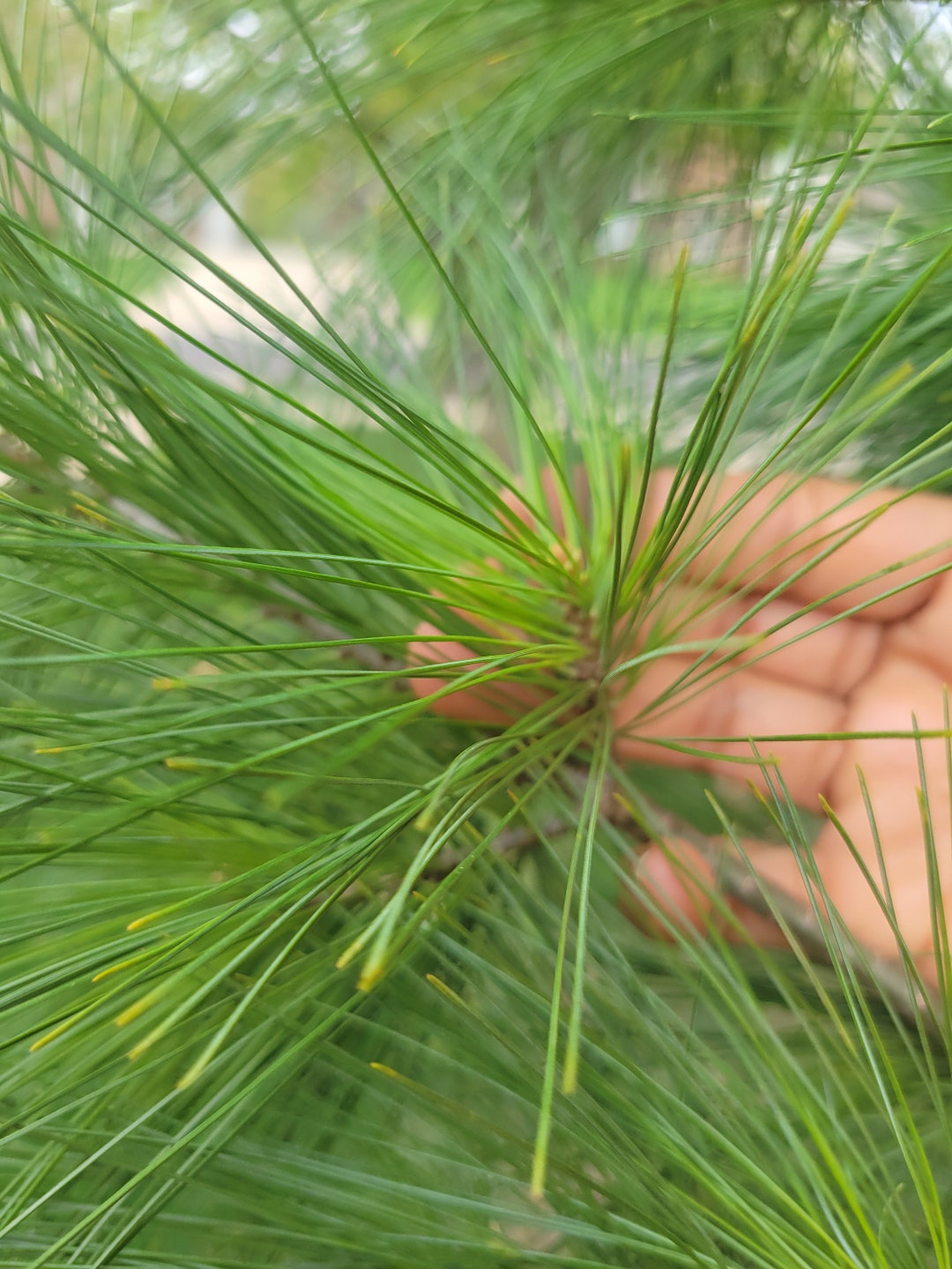 100 Genuine Eastern White Pine Needles Picked Fresh for You. Immunity