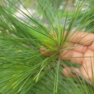 Fresh Eastern White Pine Needles: Organic, USA Grown