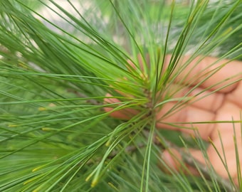 May include: Close-up of a green pine tree branch with long, thin needles. The needles are arranged in a radial pattern, creating a starburst effect.