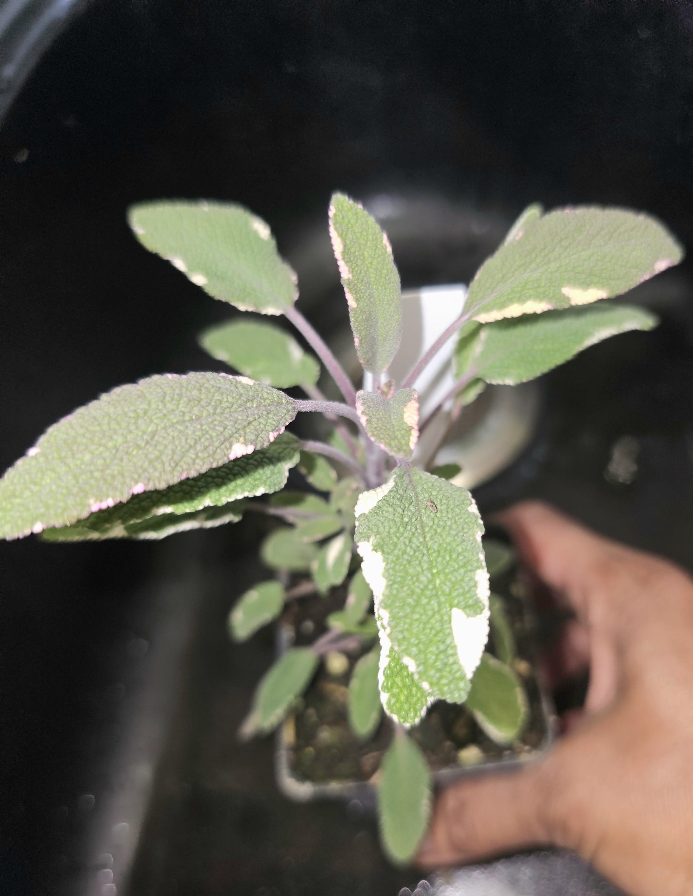 SAGE TRI-COLOR Starter Plant. Home grown, no chemicals. Beautiful Edible Pink and Purple Variegated Herb For Culinary or Decorative Use.