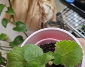 Ajwain Starter Plant: Carom Herb, (trachyspermum Ammi) Homegrown. - Etsy