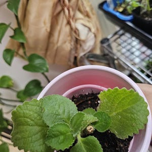 aphrodite plant Calycanthus Aphrodite Sweetshrub - 1 Gallon / 3-Pack