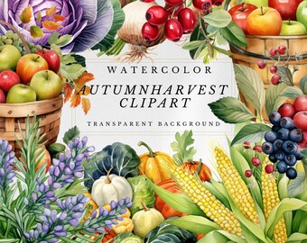 May include: Watercolor illustration of a fall harvest with various fruits, vegetables, and flowers. The illustration includes apples, pears, grapes, pumpkins, corn, cabbage, lavender, and berries. The text "WATERCOLOR AUTUMN HARVEST CLIPART TRANSPARENT BACKGROUND" is displayed in a gold frame.