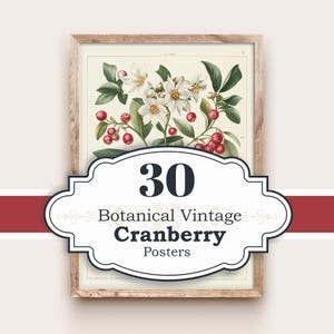 30 Cranberry Vintage Posters | Digital Download | Botanical Prints | Retro Fruit Illustrations | Printable Wall Art | Antique fruit Artwork