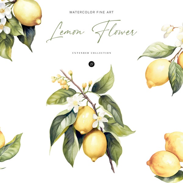 Watercolor Lemon Flower Clipart - SET ITEM - Lemon  Premade Border - Lemon Seamless Pattern  | Commercial Use