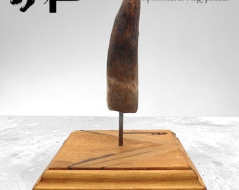 Dent de Spinosaurus aegyptiacus / Kem-Kem (Maroc) du Mésozoïque, Crétacé inférieur (il y a 145 millions d'années) - 9 à 10 cm