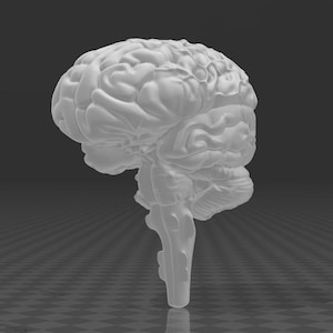 May include: A detailed anatomical model of a human brain, rendered in white plastic. The model shows the intricate folds and structures of the brain, including the cerebrum, cerebellum, and brainstem.