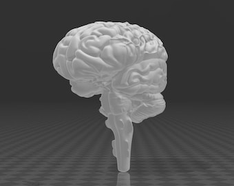Human brain with hindbrain and brainstem hi-res 3D model