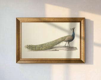 Blauwe Pauw by Pieter Pietersz. Barbiers, Vintage Peacock Wall Art Print, Natural History Bird Decor, Canvas Decor, Beach House Wall Art