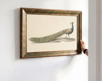 Blauwe Pauw by Pieter Pietersz. Barbiers, Vintage Peacock Wall Art Print, Natural History Bird Decor, Canvas Decor, Beach House Wall Art