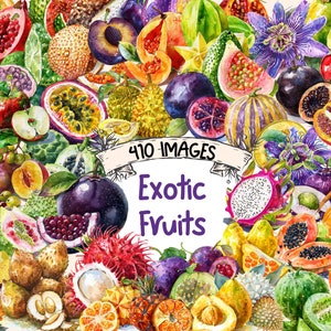 Exotic Fruits Watercolor Clipart Bundle - 410 PNG Tropical Fruit Images, Vibrant Produce Graphics, Instant Digital Download, Commercial Use