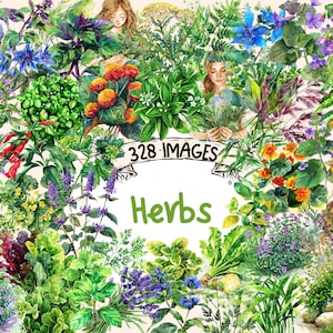Herbs Watercolor Clipart Bundle - 328 PNG Culinary Herbal Images, Medicinal Plant Herbs Graphics, Instant Digital Download, Commercial Use