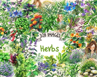 May include: Watercolor illustration of a variety of herbs, including lavender, rosemary, basil, and thyme. The illustration features 328 images and the text "Herbs".