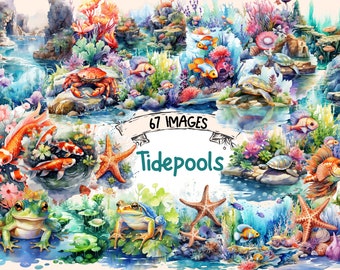 Tidepools Watercolor Clipart Bundle: 67 Nautical PNG Images (Digital Download)
