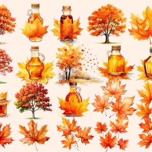 May include: Watercolour illustration of maple leaves in various shades of orange and red, with bottles of maple syrup. The bottles are clear glass with a brown liquid inside. The leaves are arranged in a variety of positions, some with a single leaf and others with multiple leaves.